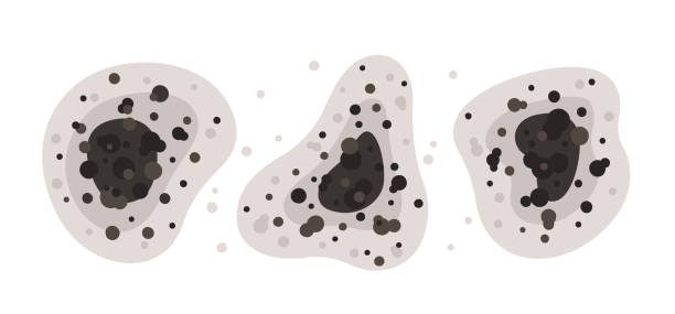 Best Mold Prevention Services  in Clovis, CA